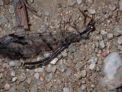 Dendroleon speciosus