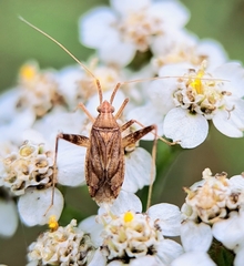 Phytocoris