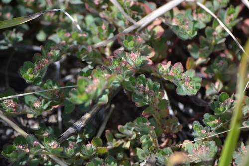 Image of Euphorbia velleriflora by (c) Mauricio Calderón, some rights reserved (CC BY)