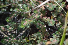 Euphorbia velleriflora