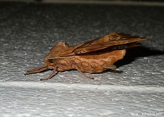 Paonias excaecata