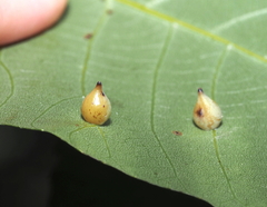 Caryomyia caryaecola