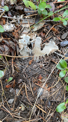 Peltigera canina