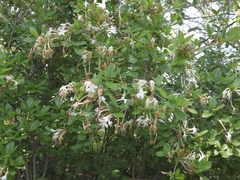 Rhododendron viscosum