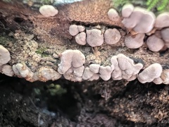 Xylobolus frustulatus