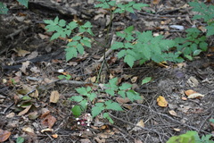 Actaea pachypoda