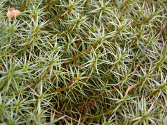 Polytrichum