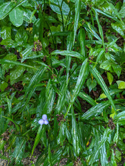 Tradescantia subaspera