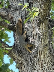 Sciurus niger