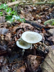 Clitocybe odora