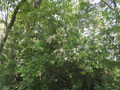Rhododendron viscosum