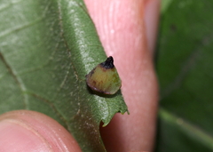 Caryomyia sanguinolenta