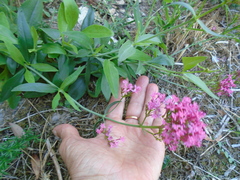 Centranthus ruber