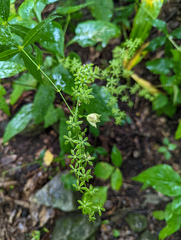 Veratrum parviflorum