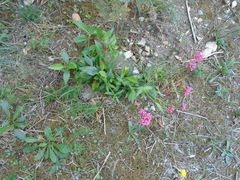 Centranthus ruber