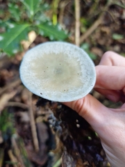 Clitocybe odora