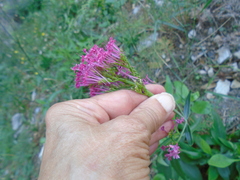 Centranthus ruber
