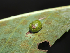 Caryomyia tuberculata