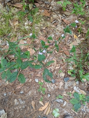 Elephantopus tomentosus