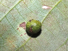 Caryomyia tuberculata