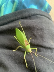 Pterophylla camellifolia