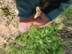 Brickellia grandiflora