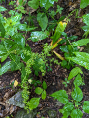 Veratrum parviflorum