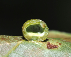 Caryomyia tuberculata