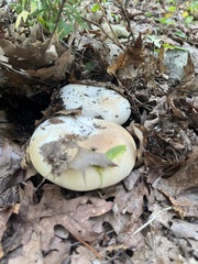 Russula compacta