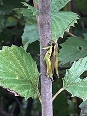 Melanoplini
