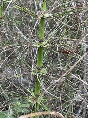 Equisetum telmateia