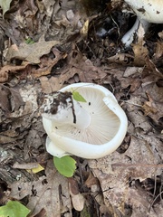 Russula compacta