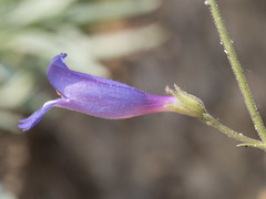 Penstemon neotericus