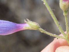 Penstemon neotericus