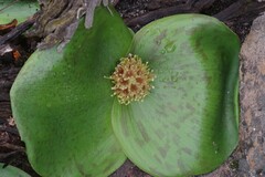 Massonia