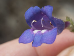 Penstemon neotericus