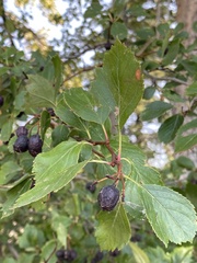 Crataegus douglasii