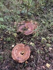 Lactarius turpis