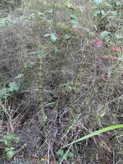 Equisetum telmateia