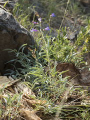 Penstemon neotericus