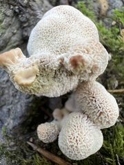Abortiporus biennis