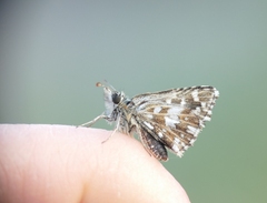 Pyrgus malvoides