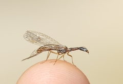Raphidia