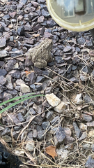 Anaxyrus fowleri