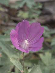 Sidalcea glaucescens