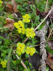 Chrysosplenium alternifolium