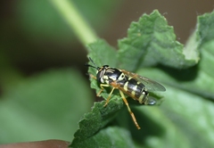 Chrysotoxum elegans