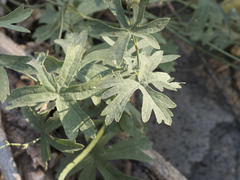 Sidalcea glaucescens