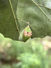 Prolimacodes badia