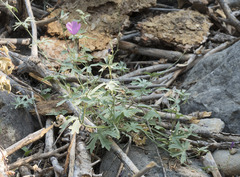 Sidalcea glaucescens